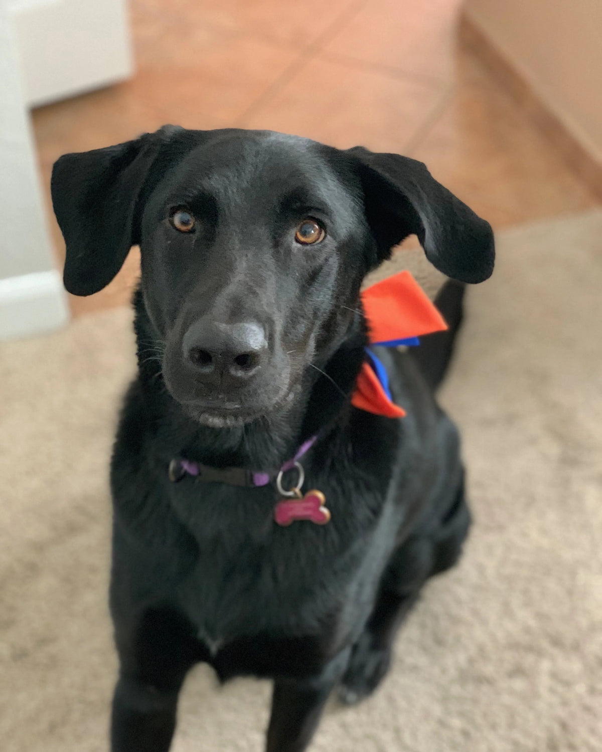 The real Basal, the black Labrador who inspired the plush